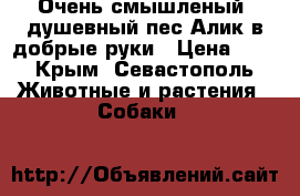 Очень смышленый, душевный пес Алик в добрые руки › Цена ­ 1 - Крым, Севастополь Животные и растения » Собаки   